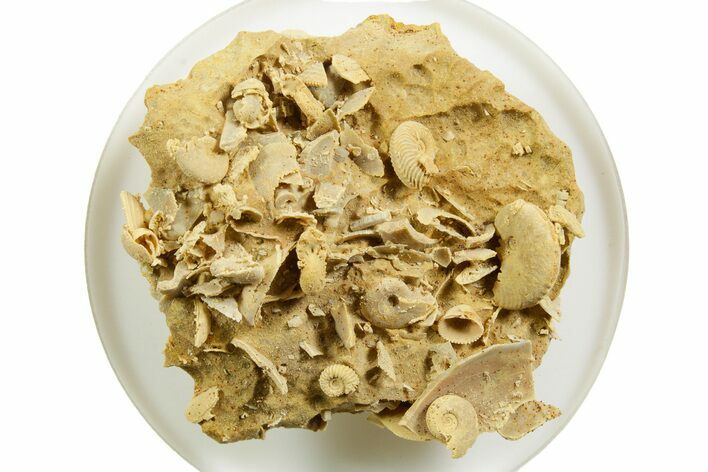 Miniature Fossil Cluster (Ammonites, Bivalves) - France #364255